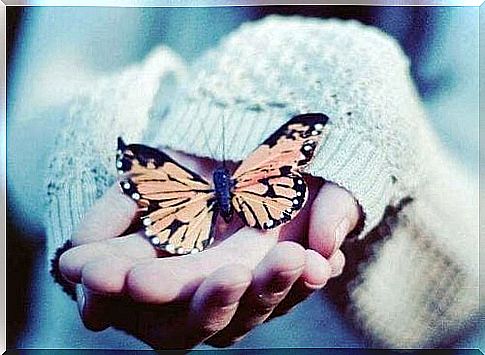 Butterfly in your hands