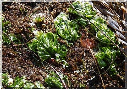 soil with algae compost