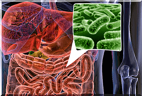 Gut flora and bacteria