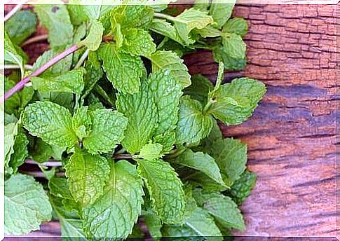 Properties of mint: good for bad breath