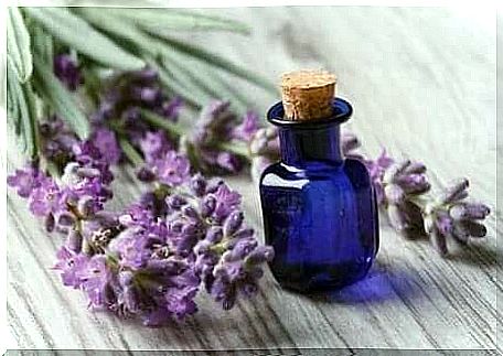Bottle of lavender oil with lavender