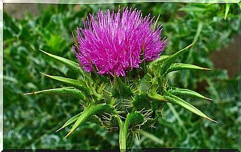 Lower your cholesterol with plants milk thistle