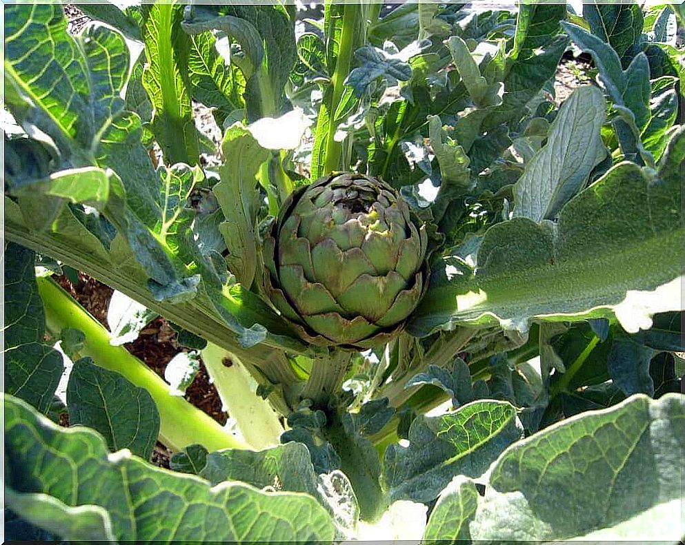 Natural treatment of diabetes with artichoke