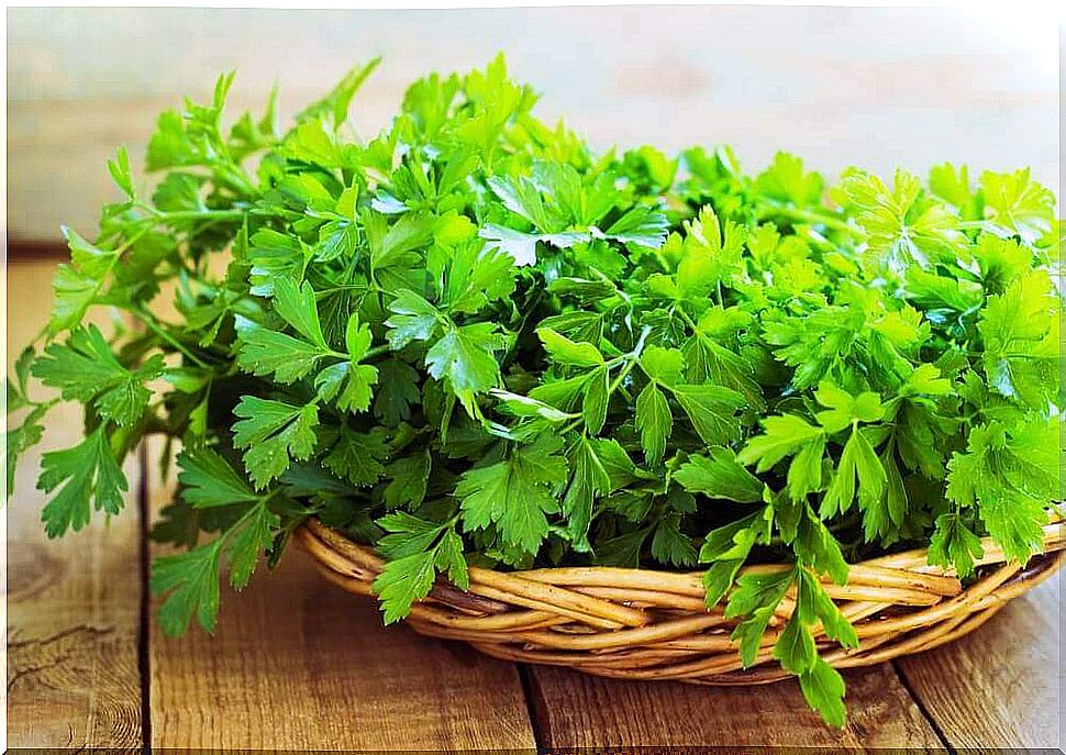 The properties of parsley for healthy kidneys
