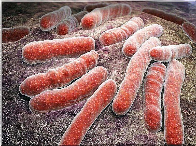 Magnification of bacteria