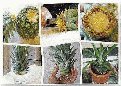 This is how you grow your own pineapple plant!