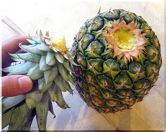 A pineapple that is not yet ripe