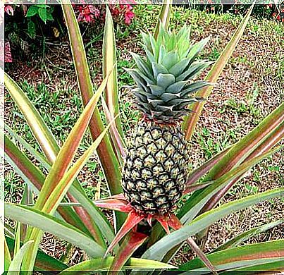 A healthy pineapple plant