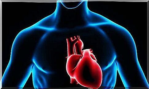 Computer image of the heart in the body